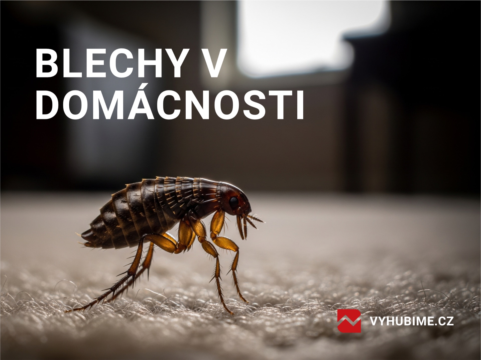 Zvětšená blecha na koberci